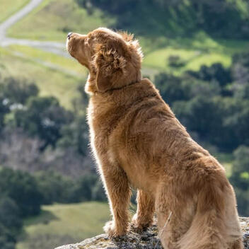 Dogs.gives Independent Dog Health Review | March 2026